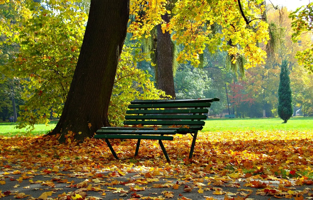 How to Request a Street Tree or Bench in Your Yorkdale Neighbourhood